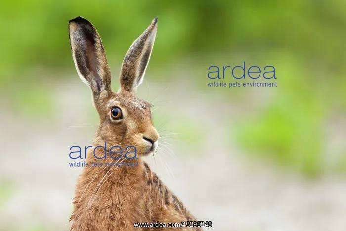 : 80201409 Brown Hare - adult head and shoulders shot : 80201409 Brown Hare - adult head and shoulders shot