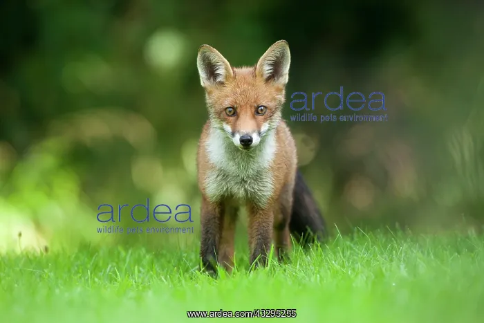 : 80201410 Fox - adult Powys, Wales, UK Vulpes vulpes : 80201410 Fox - adult Powys, Wales, UK Vulpes vulpes