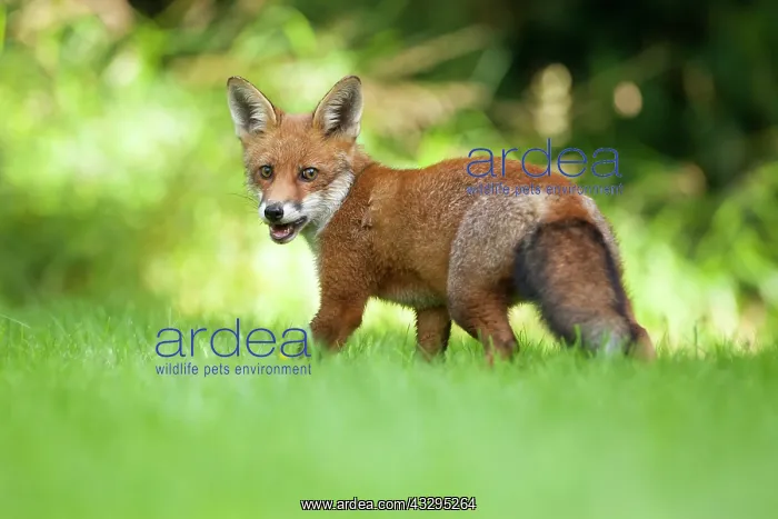 : 80201411 Fox - adult Powys, Wales, UK Vulpes vulpes : 80201411 Fox - adult Powys, Wales, UK Vulpes vulpes