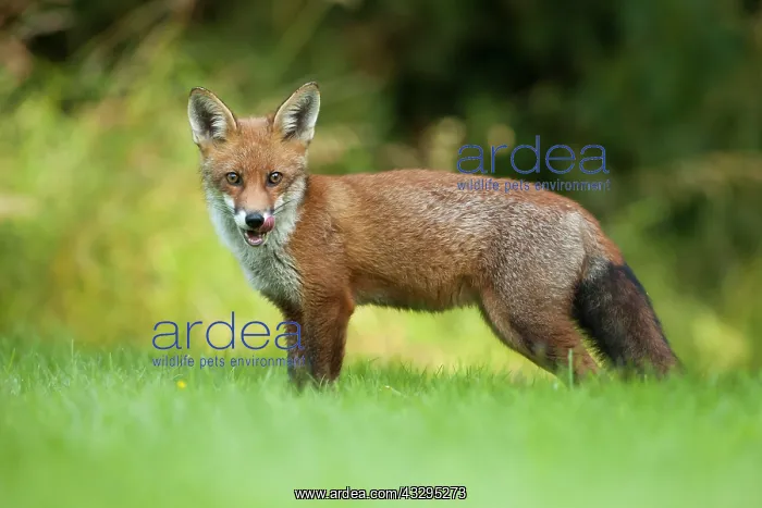: 80201412 Fox - adult licking it's mouth Powys, Wales : 80201412 Fox - adult licking it's mouth Powys, Wales