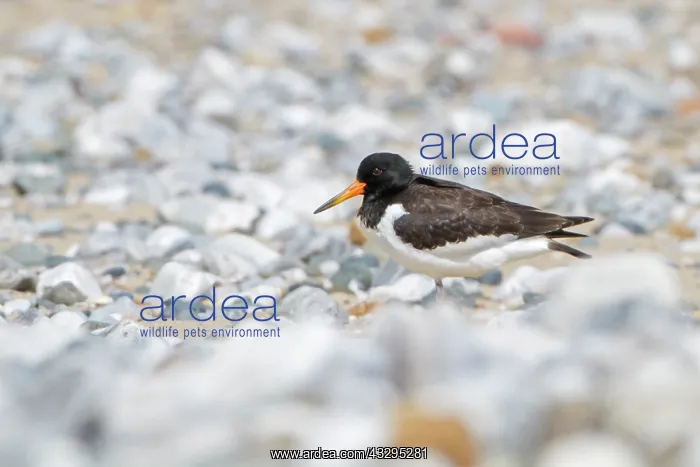 : 80201413 Oystercatcher - juvenile standing on beach : 80201413 Oystercatcher - juvenile standing on beach