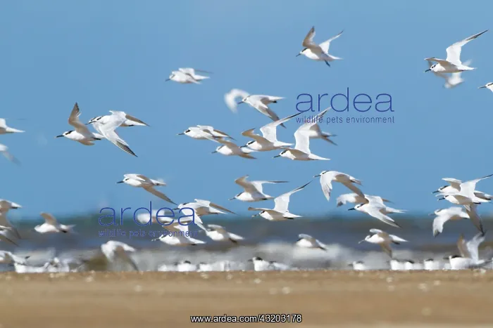 : 80201414 Sandwich Terns - flock in flight at beach : 80201414 Sandwich Terns - flock in flight at beach