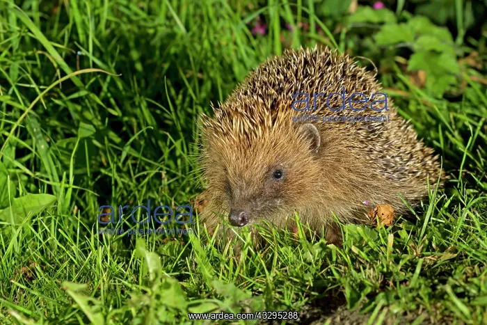 : 80201415 Hedgehog - adult on grass Powys, Wales : 80201415 Hedgehog - adult on grass Powys, Wales