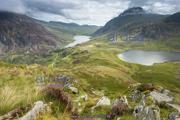 : 80201416 Llyn Idwal and Llyn Ogwen - with heather : 80201416 Llyn Idwal and Llyn Ogwen - with heather