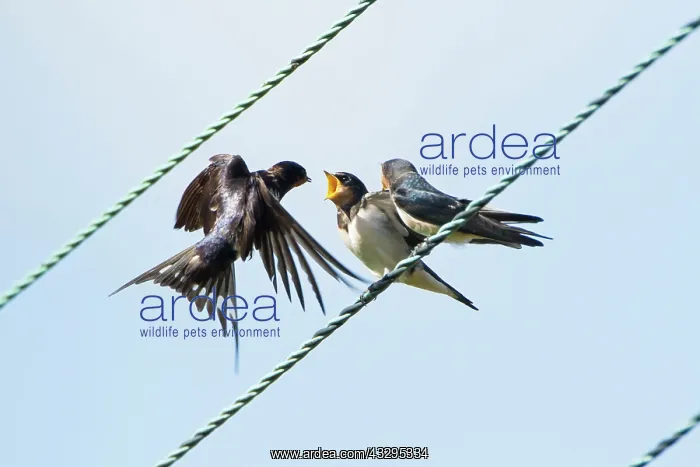 : 80201419 Swallow - adult feeding young on telephone : 80201419 Swallow - adult feeding young on telephone