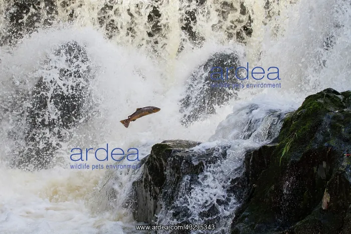 : 80201420 Salmon - leaping at waterfall Dolanog : 80201420 Salmon - leaping at waterfall Dolanog