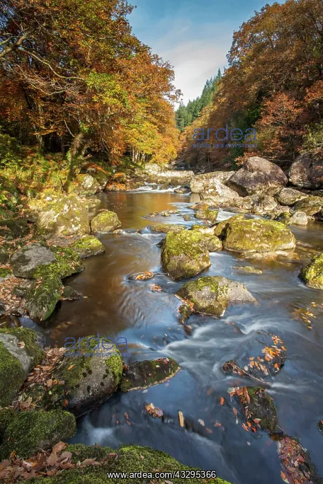 : 80201422 Afon Llugwy - with Autumn colours Betws-y- : 80201422 Afon Llugwy - with Autumn colours Betws-y-