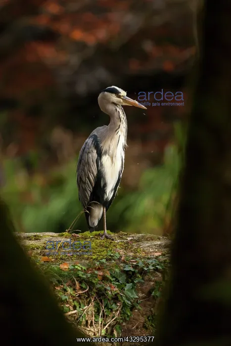 : 80201423 Grey Heron - adult on large rock viewed : 80201423 Grey Heron - adult on large rock viewed