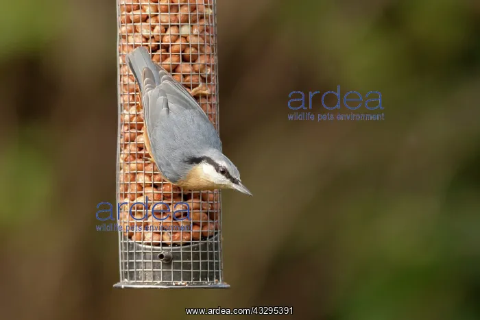  : 80201424 Nuthatch - adult on nut feeder in winter