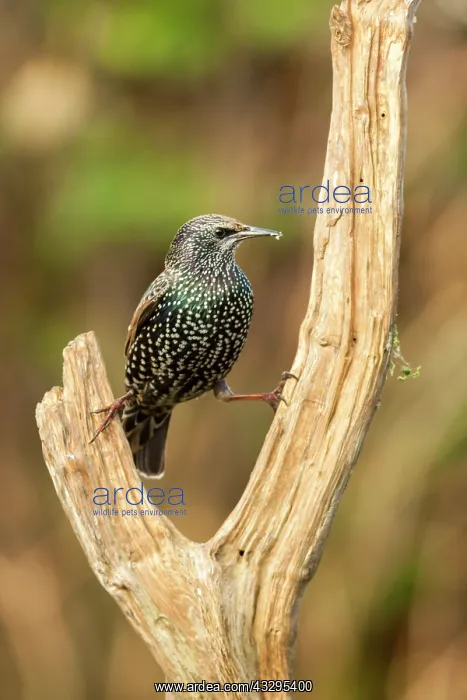 : 80201425 Starling - adult on dead wood in winter : 80201425 Starling - adult on dead wood in winter