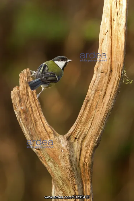 : 80201426 Great Tit - adult on dead wood perch in : 80201426 Great Tit - adult on dead wood perch in