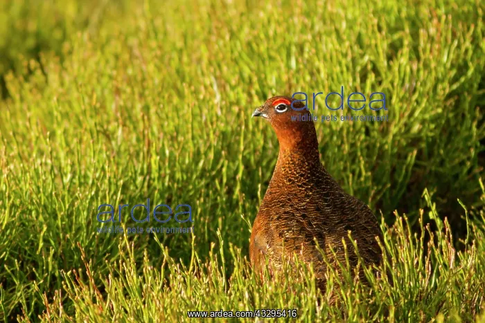 : 80201427 Red Grouse - adult standing in heather : 80201427 Red Grouse - adult standing in heather