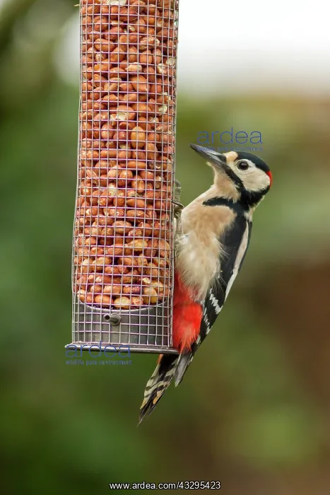 : 80201428 Great Spotted Woodpecker - adult male feeding : 80201428 Great Spotted Woodpecker - adult male feeding