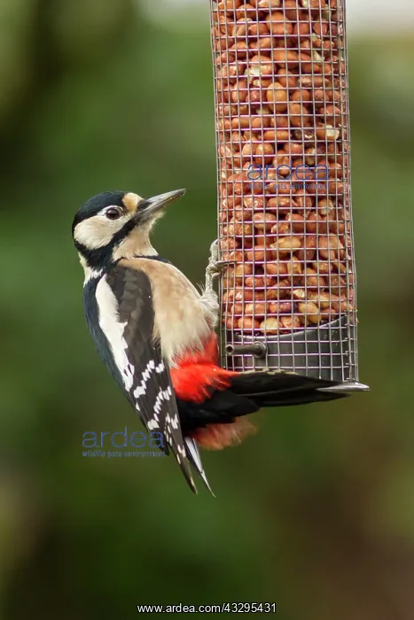 : 80201429 Great Spotted Woodpecker - adult male feeding : 80201429 Great Spotted Woodpecker - adult male feeding