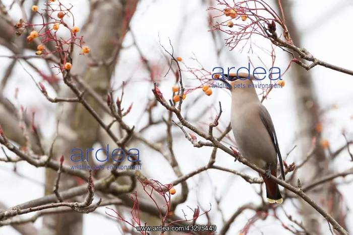: 80201431 Waxwing - adult eating berries in tree : 80201431 Waxwing - adult eating berries in tree