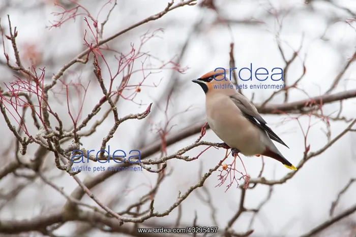 : 80201432 Waxwing - adult in tree in winter Powys : 80201432 Waxwing - adult in tree in winter Powys