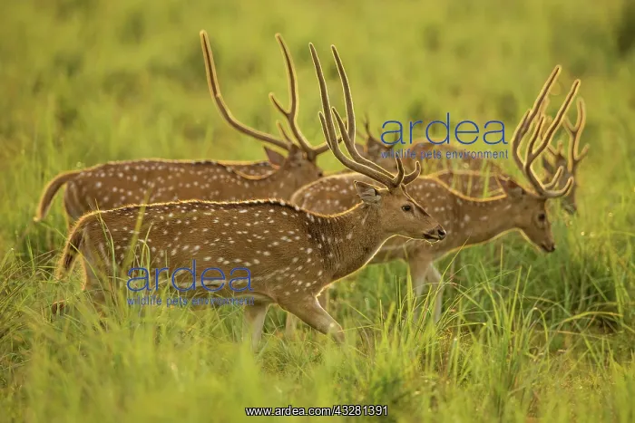 : 80201433 Spotted Deers / Chitals - in Dhikala meadows : 80201433 Spotted Deers / Chitals - in Dhikala meadows