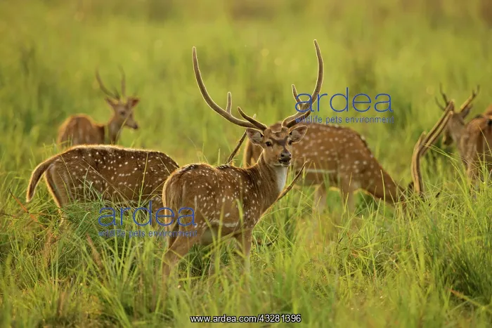 : 80201434 Spotted Deers / Chitals - in Dhikala meadows : 80201434 Spotted Deers / Chitals - in Dhikala meadows