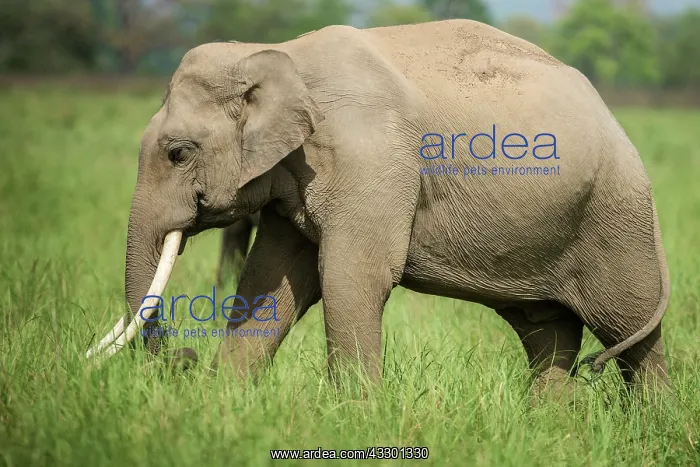 : 80201435 Asian / Indian Elephant - tusker Corbett : 80201435 Asian / Indian Elephant - tusker Corbett