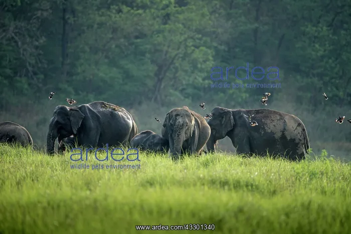 : 80201436 Asian / Indian Elephants Corbett National : 80201436 Asian / Indian Elephants Corbett National