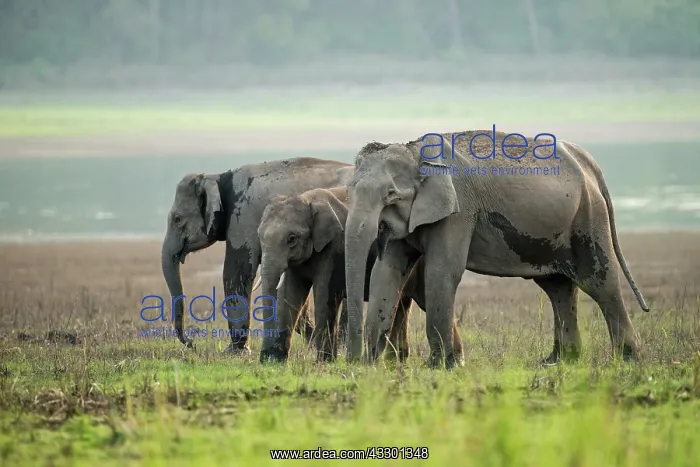 : 80201437 Asian / Indian Elephants - on the banks : 80201437 Asian / Indian Elephants - on the banks