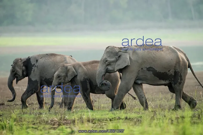  : 80201438 Asian  /  Indian Elephants - on the banks