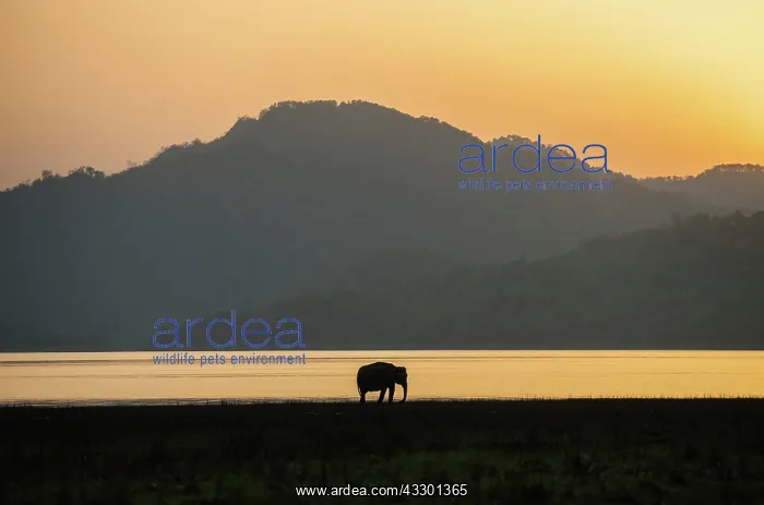 : 80201439 Asian / Indian Elephant - on the banks : 80201439 Asian / Indian Elephant - on the banks
