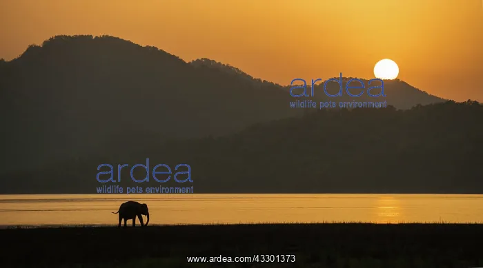 : 80201440 Asian / Indian Elephant - on the banks : 80201440 Asian / Indian Elephant - on the banks