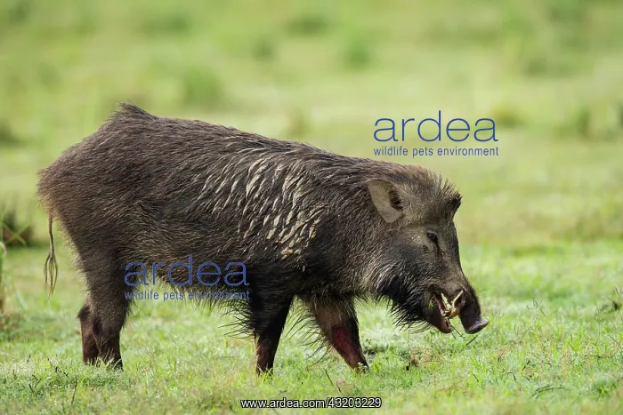 : 80201441 Wild Boar Corbett National Park, India : 80201441 Wild Boar Corbett National Park, India