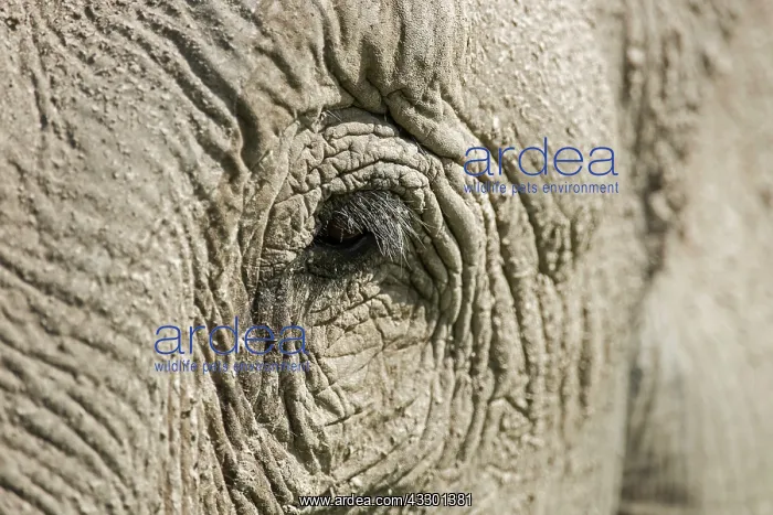 : 80201442 Asian / Indian Elephants - close up of : 80201442 Asian / Indian Elephants - close up of