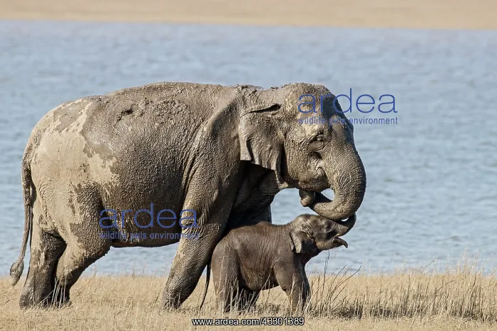 : 80201443 Asian / Indian Elephants - mother and calf : 80201443 Asian / Indian Elephants - mother and calf