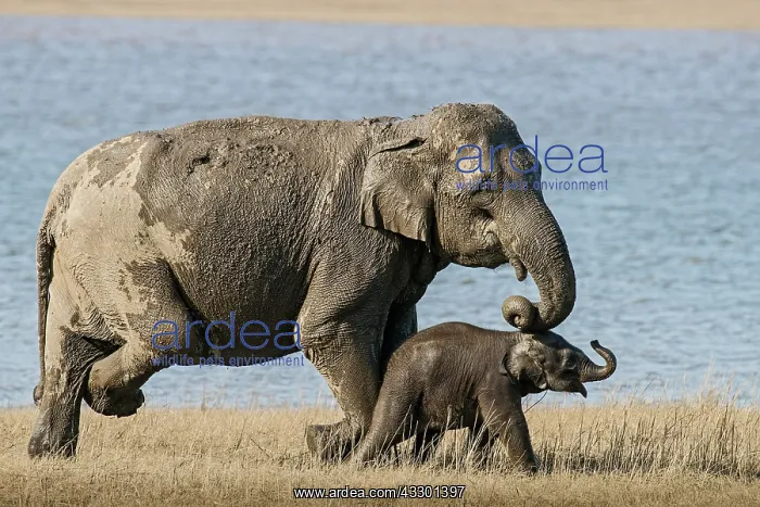 : 80201444 Asian / Indian Elephants - mother and calf : 80201444 Asian / Indian Elephants - mother and calf