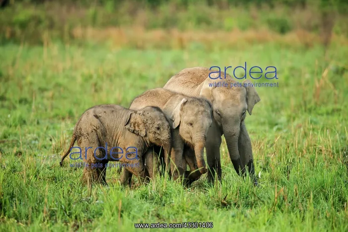 : 80201445 Asian / Indian Elephants - young playing : 80201445 Asian / Indian Elephants - young playing