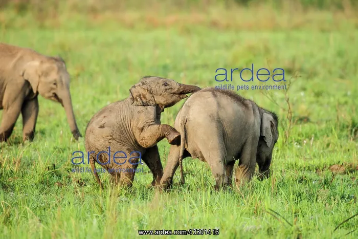 : 80201446 Asian / Indian Elephants - young playing : 80201446 Asian / Indian Elephants - young playing