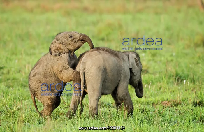: 80201447 Asian / Indian Elephants - young playing : 80201447 Asian / Indian Elephants - young playing