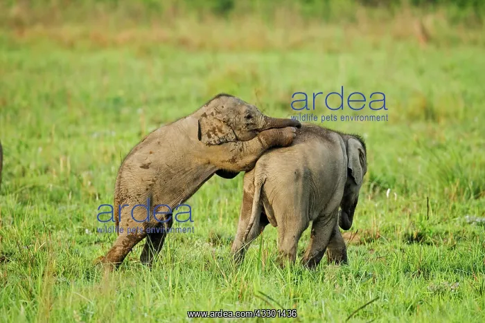 : 80201448 Asian / Indian Elephants - young playing : 80201448 Asian / Indian Elephants - young playing