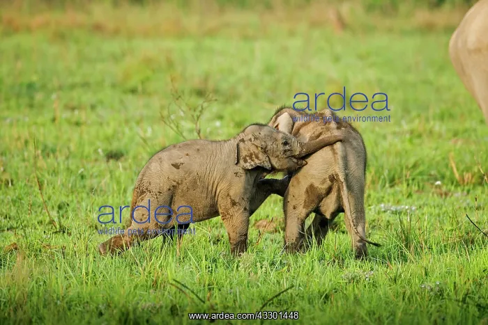 : 80201449 Asian / Indian Elephants - young playing : 80201449 Asian / Indian Elephants - young playing
