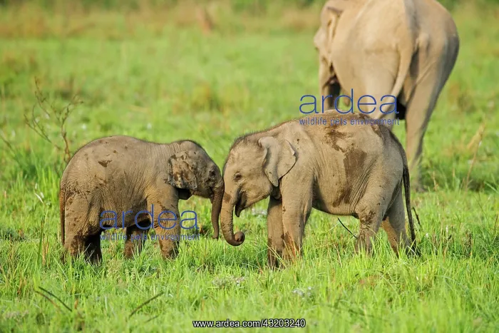 : 80201450 Asian / Indian Elephants - young playing : 80201450 Asian / Indian Elephants - young playing