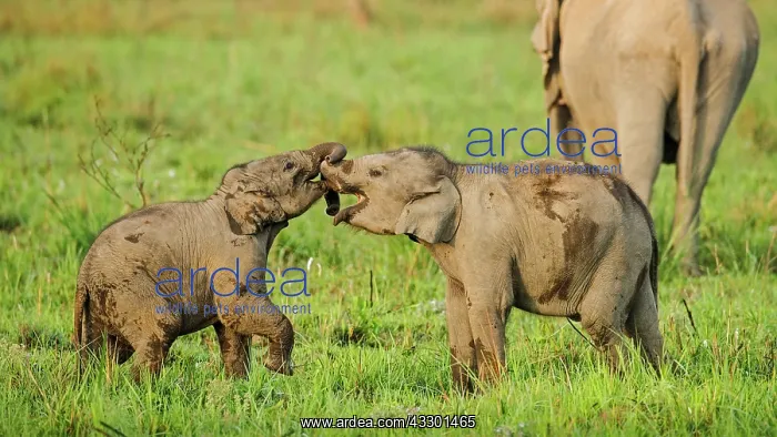 : 80201451 Asian / Indian Elephants - young playing : 80201451 Asian / Indian Elephants - young playing
