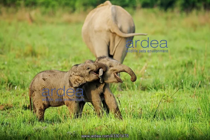 : 80201452 Asian / Indian Elephants - young playing : 80201452 Asian / Indian Elephants - young playing