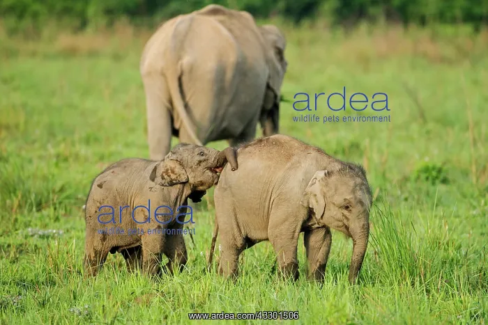: 80201454 Asian / Indian Elephants - young playing : 80201454 Asian / Indian Elephants - young playing