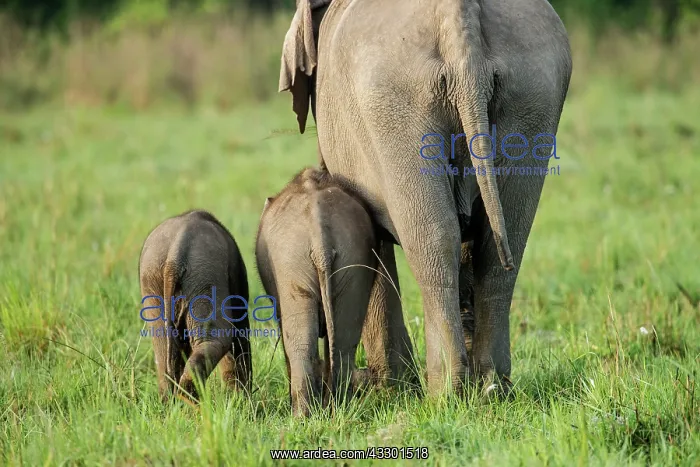 : 80201455 Asian / Indian Elephants - adult and young : 80201455 Asian / Indian Elephants - adult and young