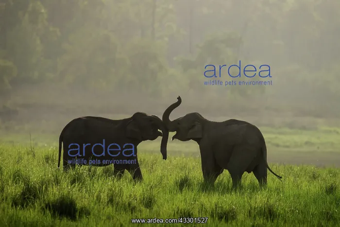 : 80201456 Asian / Indian Elephants - young sparring : 80201456 Asian / Indian Elephants - young sparring