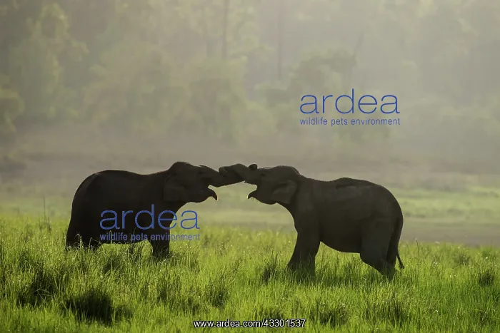 : 80201457 Asian / Indian Elephants - young sparring : 80201457 Asian / Indian Elephants - young sparring