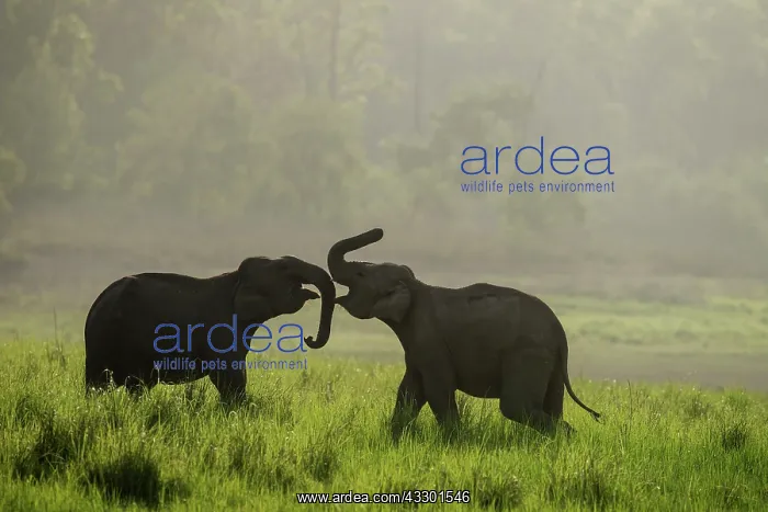 : 80201458 Asian / Indian Elephants - young sparring : 80201458 Asian / Indian Elephants - young sparring