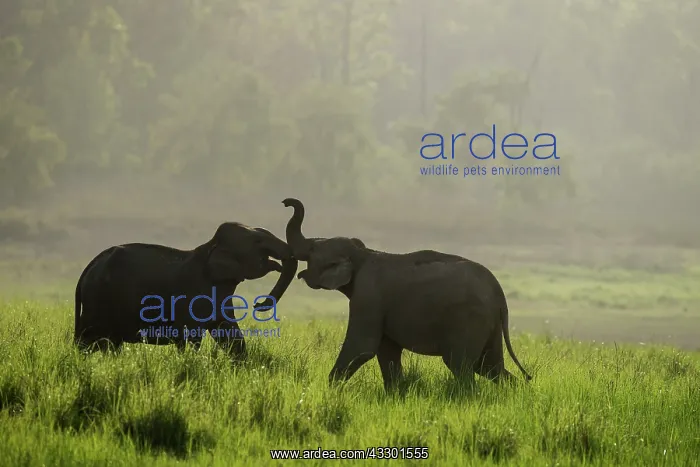 : 80201459 Asian / Indian Elephants - young sparring : 80201459 Asian / Indian Elephants - young sparring