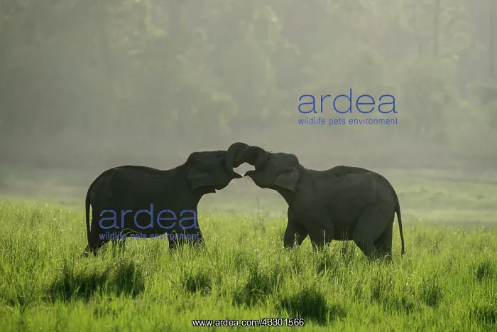 : 80201460 Asian / Indian Elephants - young sparring : 80201460 Asian / Indian Elephants - young sparring