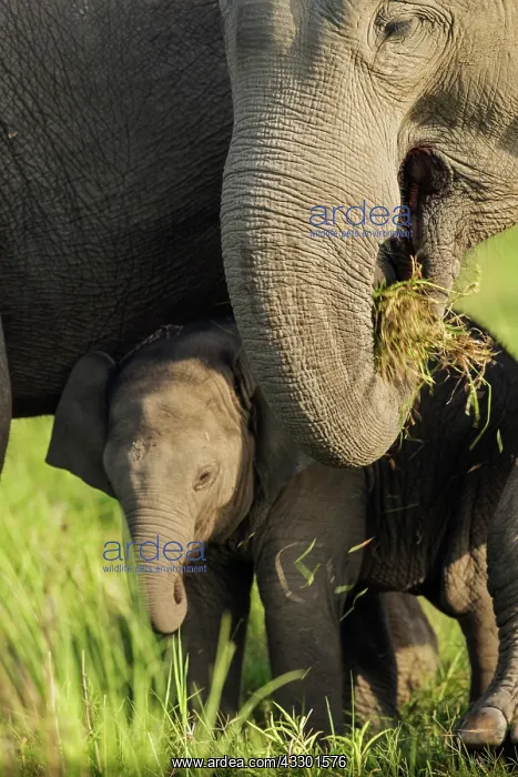 : 80201461 Asian / Indian Elephants - mother and calf : 80201461 Asian / Indian Elephants - mother and calf
