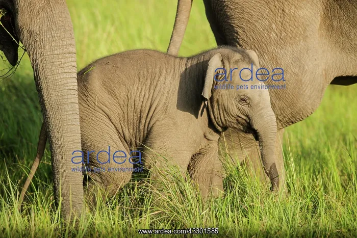  : 80201462 Asian  /  Indian Elephants - young Corbett