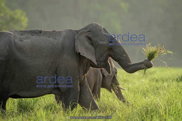 : 80201463 Asian / Indian Elephants - cleaning grass : 80201463 Asian / Indian Elephants - cleaning grass